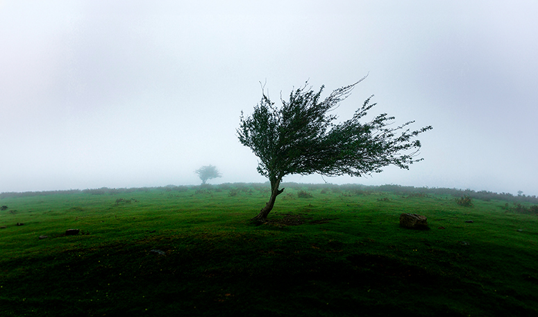 field grass with windy weather and a tree 
